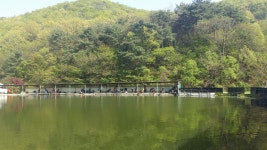 공주 큰목골낚시터 유료낚시터 > 공주 큰목골낚시터 4월24일 소식 : 낚시사랑