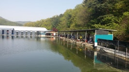 공주 큰목골낚시터 유료낚시터 > 공주 큰목골낚시터 4월24일 소식 : 낚시사랑