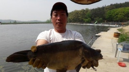 남창낚시터 유료낚시터 > 천안 남창낚시터 빅피쉬의 방류는 계속됩니다 : 낚시사랑