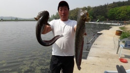 남창낚시터 유료낚시터 > 천안 남창낚시터 빅피쉬의 방류는 계속됩니다 : 낚시사랑