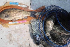 신원낚시터 유료낚시터 > [5월14,15일] 주말에도 4짜는 여지없이 나와 줍니다~~ : 낚시사랑