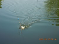 반도낚시터 유료낚시터 > 반도 소식 알려드립니다 : 낚시사랑