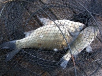 원일낚시터 유료낚시터 > 원일낚시터 떡붕어 조황입니다 : 낚시사랑