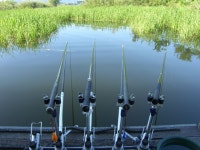 원일낚시터 유료낚시터 > 토종월척붕어 36.3Cm가 나왔습니다 : 낚시사랑