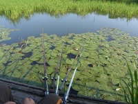 원일낚시터 유료낚시터 > 원일낚시터 조황입니다 : 낚시사랑