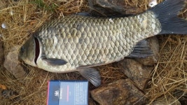 고잔낚시터 유료낚시터 > 안녕하세요 고잔낚시터입니다. : 낚시사랑