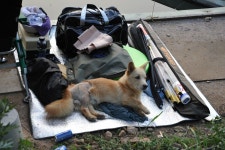 용인지곡낚시공원 유료낚시터 > ◐ 죄송하고 송구스럽습니다 ◐ : 낚시사랑