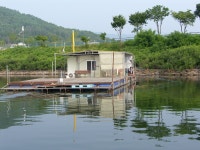 원일낚시터 유료낚시터 > 원일낚시터 조황정보입니다 : 낚시사랑