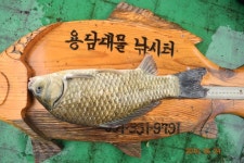 용담낚시터 유료낚시터 > 포천용담토종붕어터 : 낚시사랑