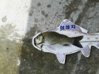 삼성지낚시터 유료낚시터 > 뜨거운 주중 조황 : 낚시사랑