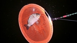 청곡낚시터 유료낚시터 > 안녕하세요 안산 청곡낚시터입니다. : 낚시사랑