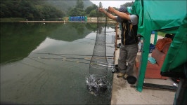 유정낚시터 유료낚시터 > 어제,오늘의 유정지 소식~ : 낚시사랑