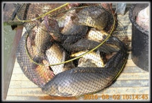 양평대명낚시터 유료낚시터 > ♣♣♣♣♣ 대명 낚시터의 7월마지막~8월 첫주 소식 ♣♣♣♣♣ : 낚시사랑