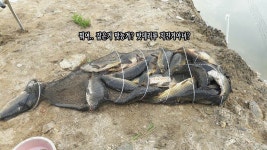 남창낚시터 유료낚시터 > *남창낚시터* 누가 향어만 잔뜩 잡으랬슈... 메기 다 어디간겨...?7월 마지막날 : 낚시사랑