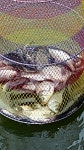 고잔낚시터 유료낚시터 > 고잔낚시터 소식입니다~^^ : 낚시사랑