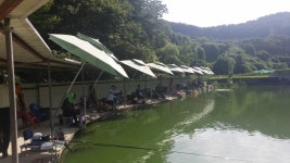 공주 큰목골낚시터 유료낚시터 > 공주 큰목골낚시터 8월22일 소식 : 낚시사랑