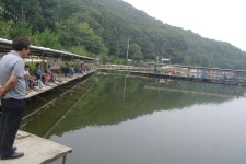 용인지곡낚시공원 유료낚시터 > ◐ 200마리 성공 시대? ◐ : 낚시사랑