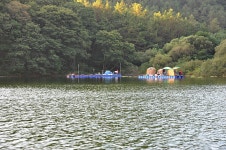 중리테마파크낚시터 유료낚시터 > 오랜만에 포천 중리지(중리테마파크)소식 전합니다 : 낚시사랑