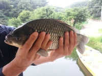 상곡낚시터 유료낚시터 > 토종붕어 전문 낚시터 상곡지 소식 .. : 낚시사랑