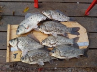 돌성저수지 유료낚시터 > 돌성낚시터 10월 16일 일요일 밤낚시 조황입니다 : 낚시사랑