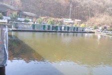 용인지곡낚시공원 유료낚시터 > ◐ 지곡지 새로운 소식 ◐ : 낚시사랑