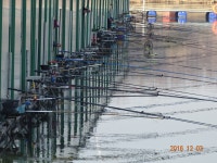 오빈낚시터 유료낚시터 > *오빈낚시터* 주말조황 정보및 방류소식 전합니다 : 낚시사랑