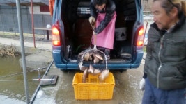 청곡낚시터 유료낚시터 > 방류소식입니다. : 낚시사랑