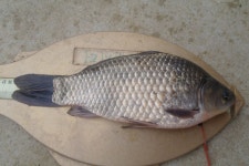 용인지곡낚시공원 유료낚시터 > 5짜는 없고 4짜만.ㅠ : 낚시사랑