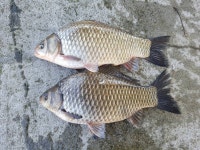 상곡낚시터 유료낚시터 > 상곡지~~얼음 한조각 없이 완전히 해빙되었습니다. : 낚시사랑