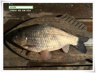 송도좌대 유료낚시터 > 새 날, 새판짜기. 송전지 송도집 조황. : 낚시사랑