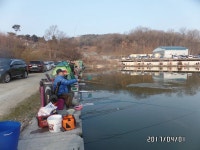 당골낚시터 유료낚시터 > ~~~조황정보~~~ : 낚시사랑