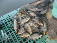 오빈낚시터 유료낚시터 > ***오빈낚시터*** 주말 조황정보및 방류 소식 전합니다 : 낚시사랑