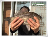 송도좌대 유료낚시터 > 송전지 송도 좌대 조황. : 낚시사랑