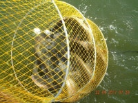 아리수낚시터 유료낚시터 > +++ 아리수 주말 방류&조황 체크 +++ : 낚시사랑