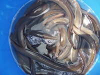 김포고정낚시터 유료낚시터 > 김포고정 장어메기낚시터 개장날 맛있는식사~~ : 낚시사랑