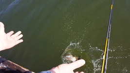 원천낚시터 유료낚시터 > 뒤늦게 새싹을 보는 원천입니다. 조황올립니다 : 낚시사랑