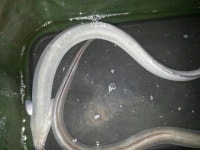 청곡낚시터 유료낚시터 > 5월 조황소식 입니다. : 낚시사랑