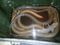 청곡낚시터 유료낚시터 > 5월 조황소식 입니다. : 낚시사랑