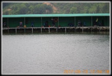 양평대명낚시터 유료낚시터 > ♣♣♣♣♣ 5주연속 메기500kg를!!! 만수대명~!!힐링대명~!!♣♣♣♣♣ : 낚시사랑