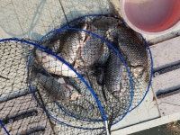 상곡낚시터 유료낚시터 > 상곡낚시터 소식 .... 조황정보 ... : 낚시사랑