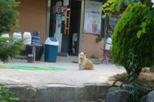용인지곡낚시공원 유료낚시터 > ◐ 기회 천명?? ◐ : 낚시사랑