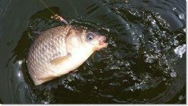 택암 유료낚시터 > 택암낚시터 6월의 시작입니다 : 낚시사랑