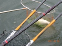 대석낚시터 유료낚시터 > 총 1톤 폭탄방류 합니다.. : 낚시사랑