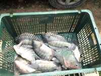 월향낚시터 유료낚시터 > 6월 22일 목요일 역돔 방류정보 : 낚시사랑