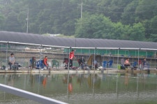 용인지곡낚시공원 유료낚시터 > ◐ 앗.섬이 잠기고 있다.? ◐ : 낚시사랑