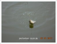 관리낚시터 유료낚시터 > 도심속의 작은 쉼터!! 화성 관리 낚시터입니다.[3주 연속 만석에 감사드립니다.] : 낚시사랑