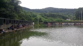 공주 큰목골낚시터 유료낚시터 > 공주 큰목골낚시터 7월17일 소식 : 낚시사랑