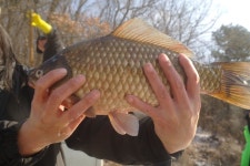 용인지곡낚시공원 유료낚시터 > ◐ 4짜와 5짜 차이 ◐ : 낚시사랑