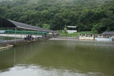 용인지곡낚시공원 유료낚시터 > ◐ 장대비가 내린후 지곡지 모습 ◐ : 낚시사랑