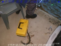 수목원낚시터 유료낚시터 > 수목원 동계장어낚시 12월 9일(토) 만석조황@@ : 낚시사랑